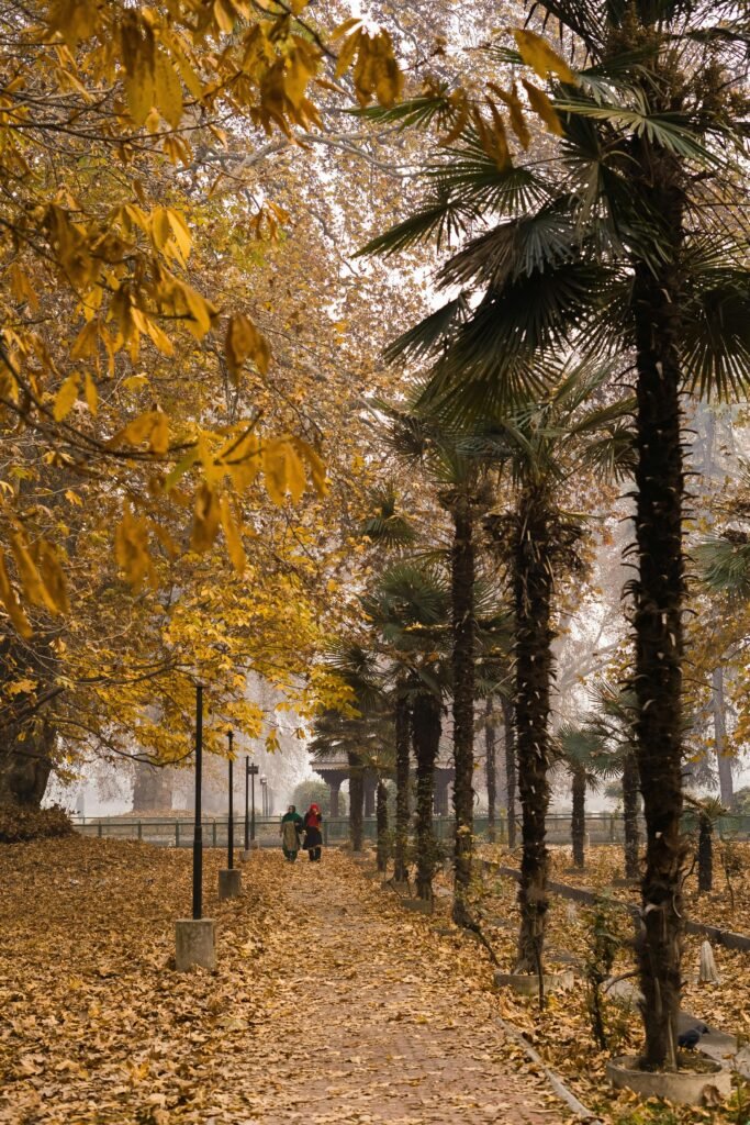 pexels-saqlain-ashraf-clicks-2425782-29696783